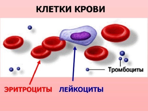 Расшифровка анализа крови