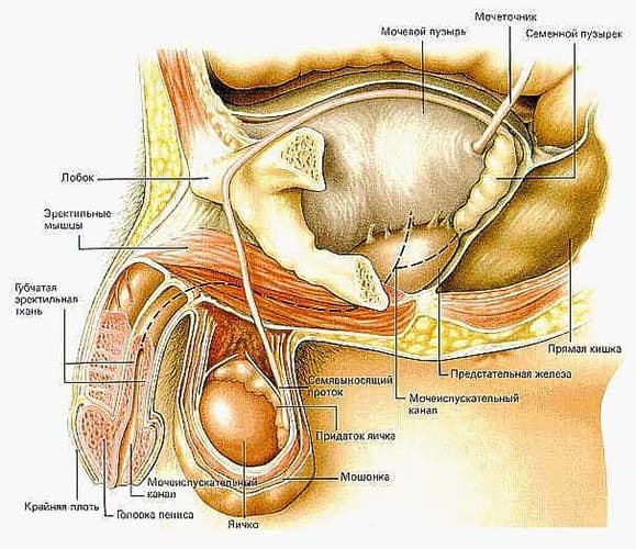 Денервация головки полового члена при раннем семяизвержении