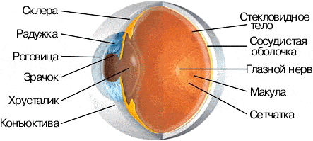 Анатомия глаза