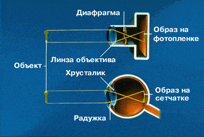 Анатомия глаза