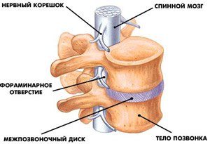 Строение позвоночника