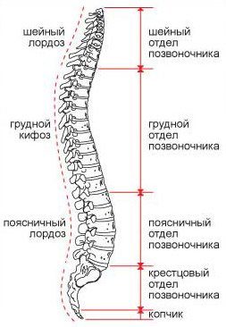 Позвоночник Фото Схема