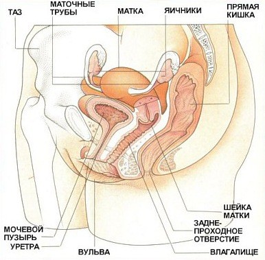 Где Находятся Маточные Трубы Фото