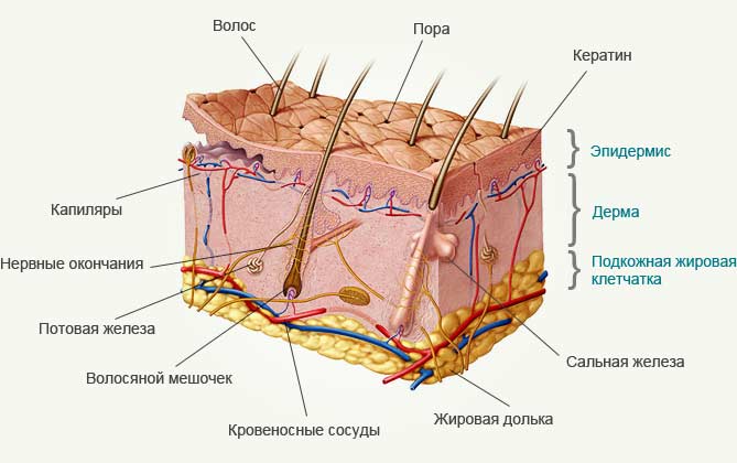 Дерматолог: что это за врач? | Статьи МЦ «Диагностика